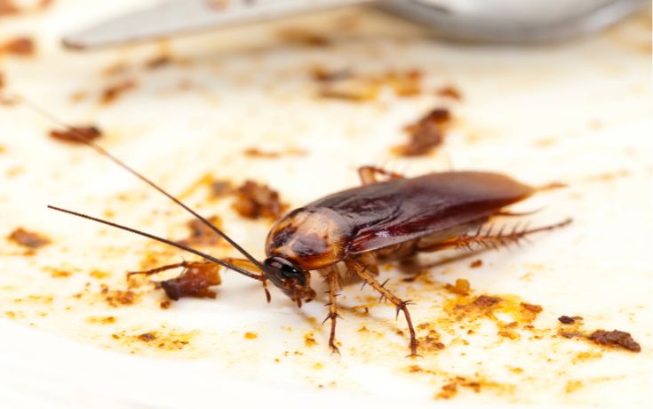 Cockroaches Control - Mass Management Services