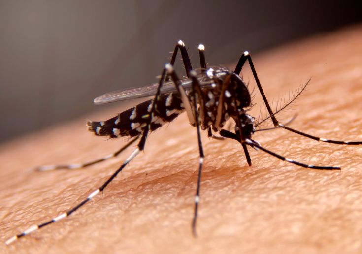 Mosquitos Control -Mass Management Services